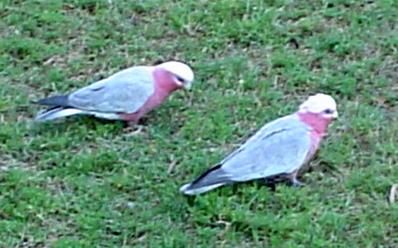 Cacatúa Galah - ML609029315