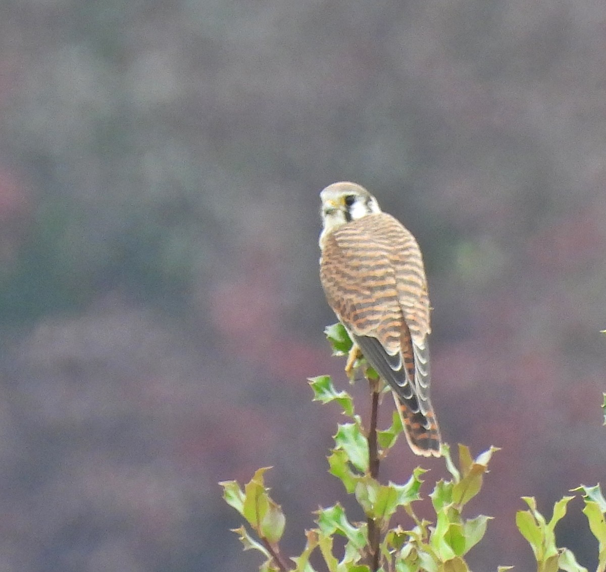 American Kestrel - ML609029514