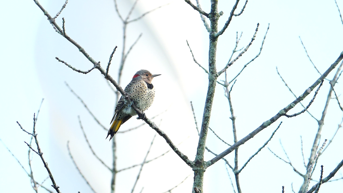 Northern Flicker (Yellow-shafted) - ML609029582