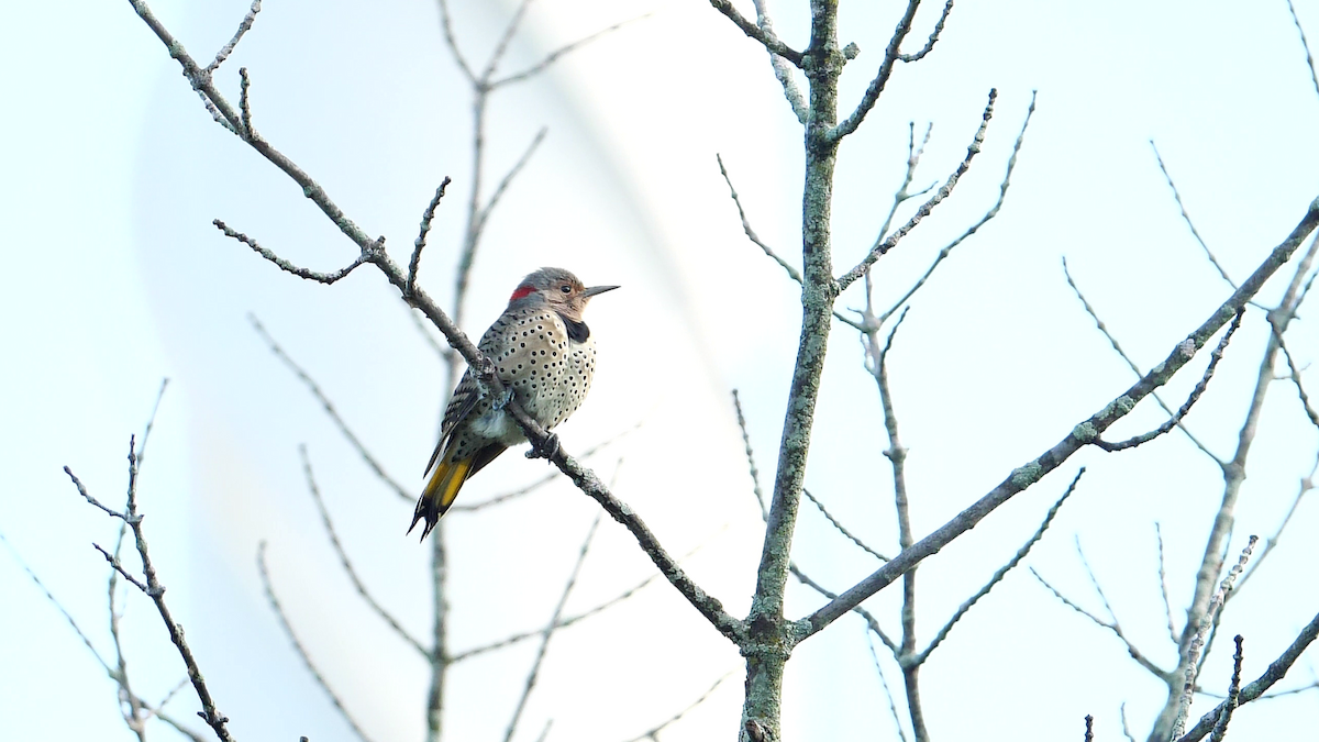 datel zlatý (ssp. auratus/luteus) - ML609029582