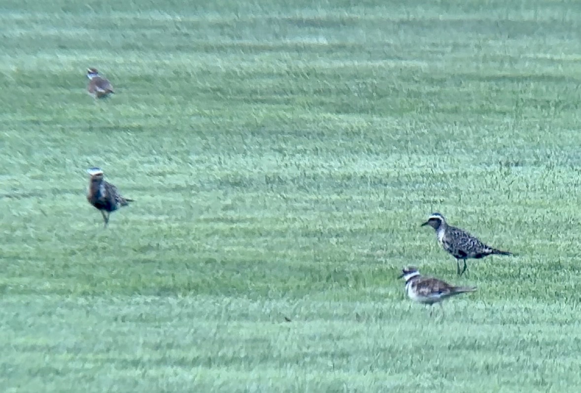 American Golden-Plover - Jeff Kenney