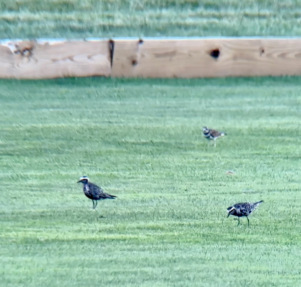 American Golden-Plover - ML609029616