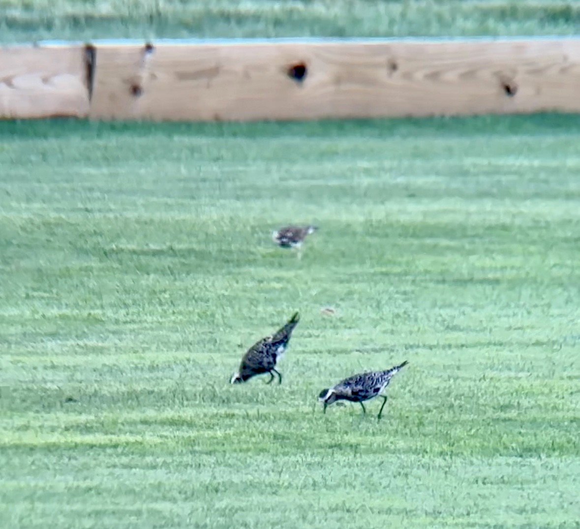 American Golden-Plover - ML609029617