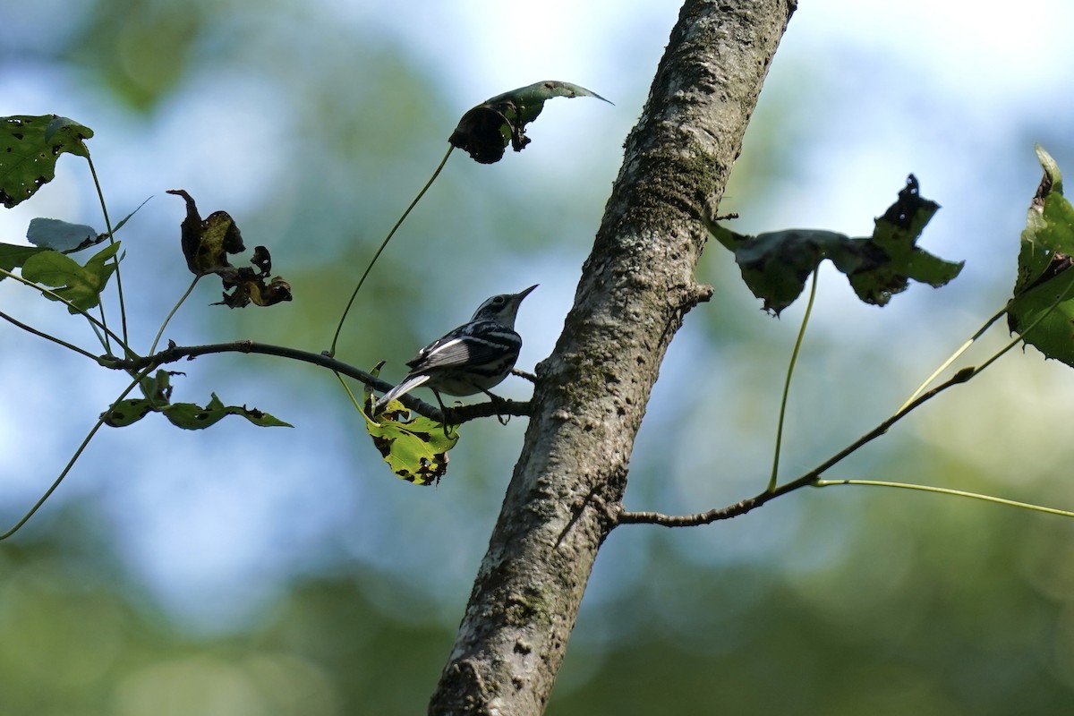 Black-and-white Warbler - ML609029681