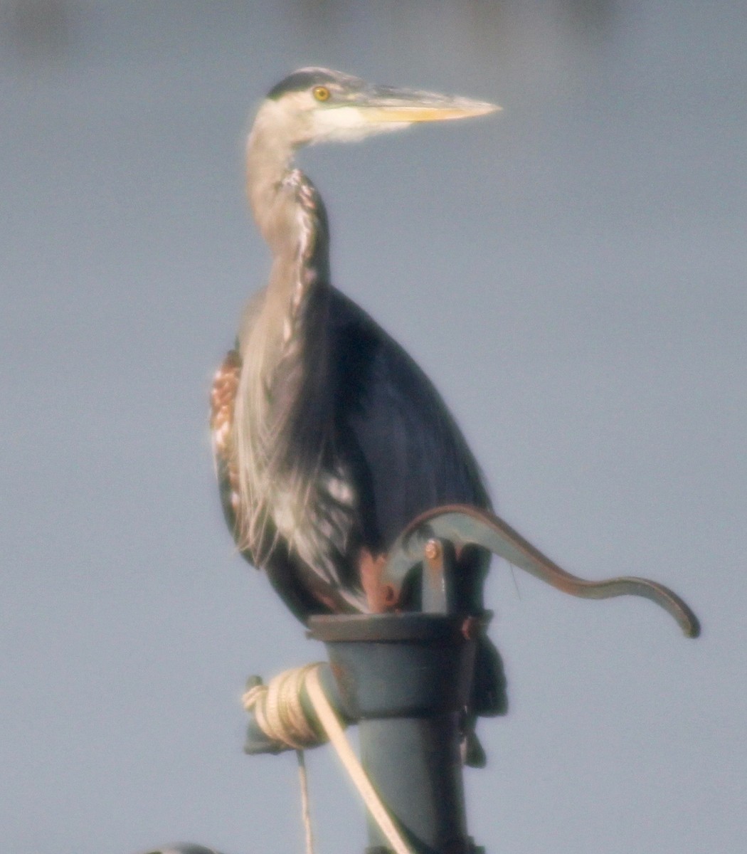 Great Blue Heron - ML609029692