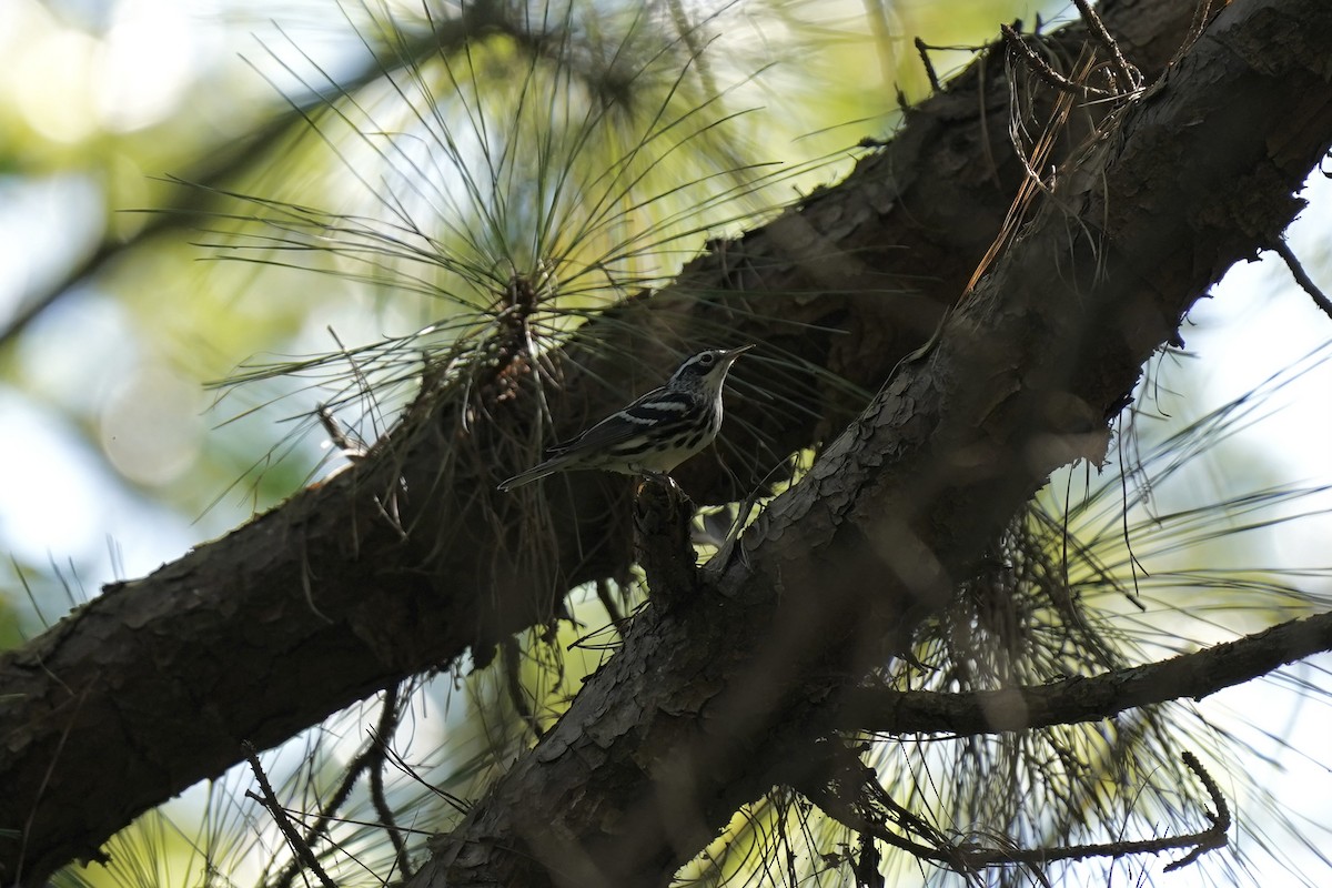 Black-and-white Warbler - ML609029753