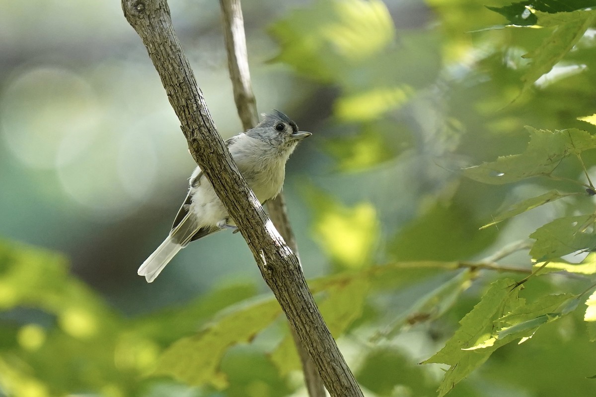 Mésange bicolore - ML609029767