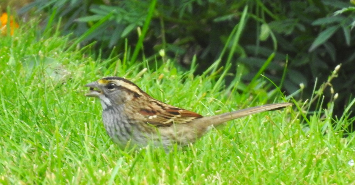 White-throated Sparrow - ML609029845