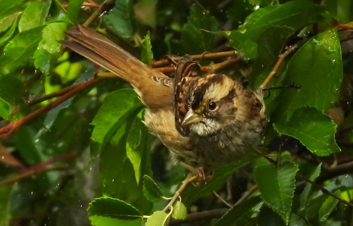 White-throated Sparrow - ML609029854