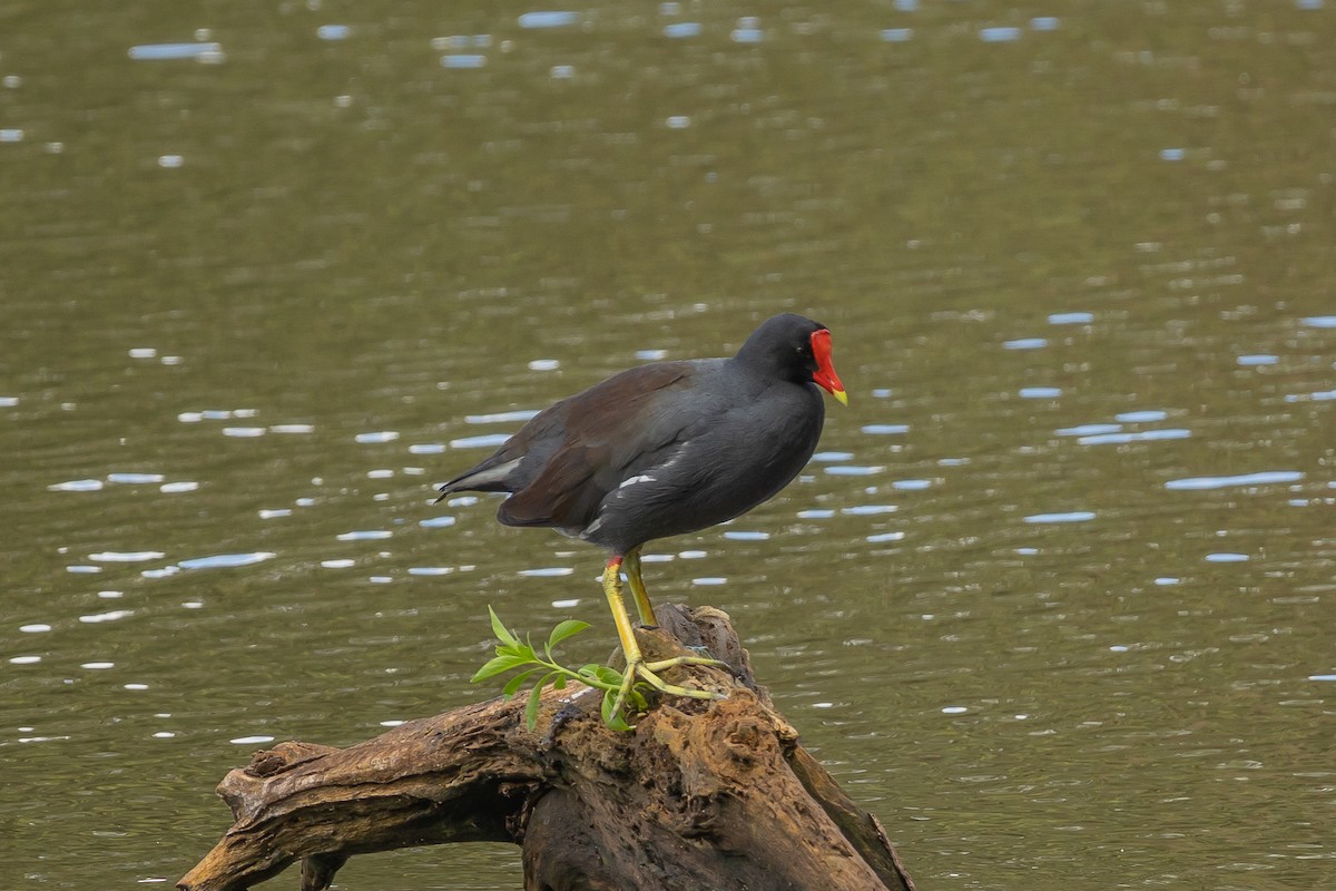 Common Gallinule (American) - ML609029921