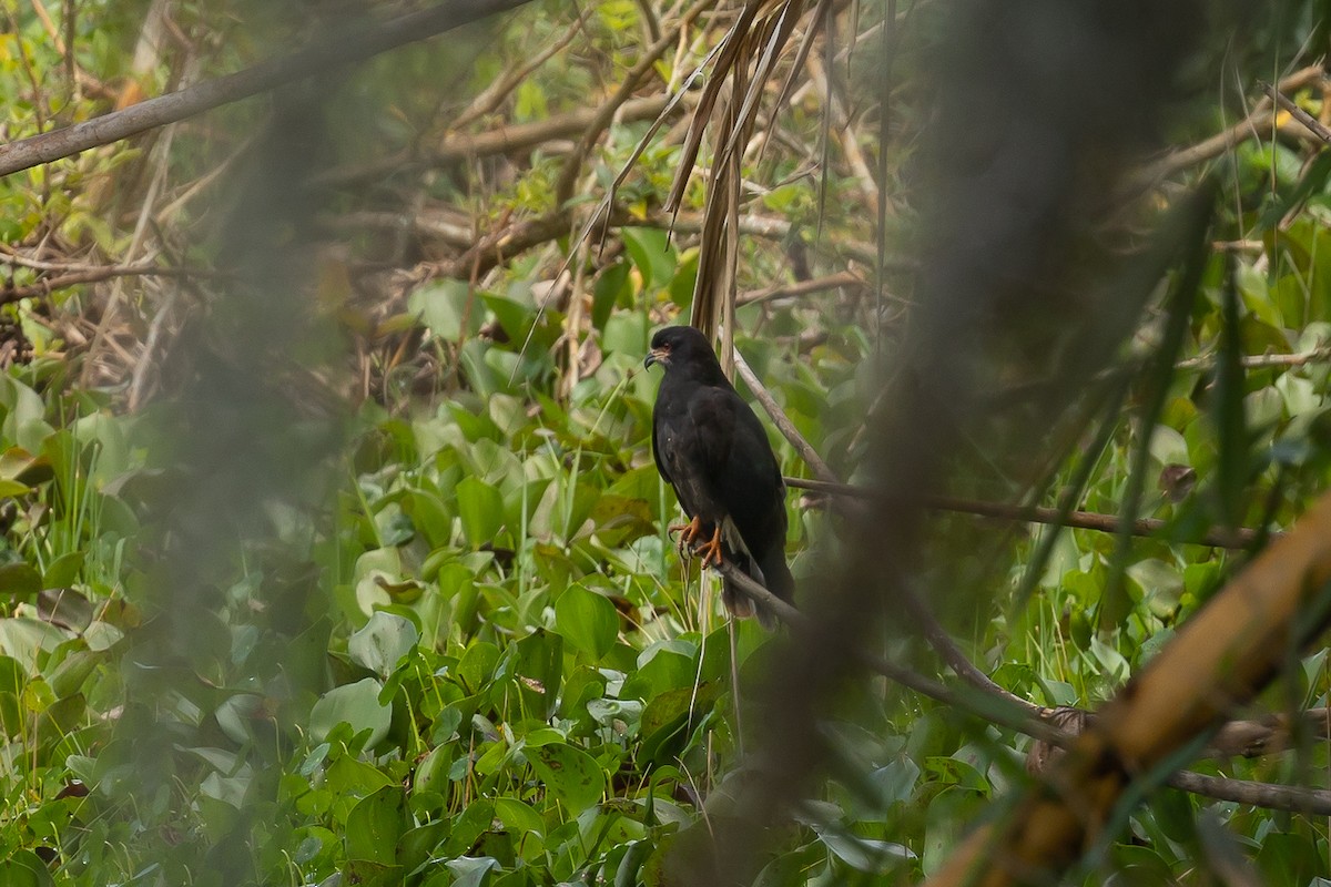 Snail Kite - ML609029947