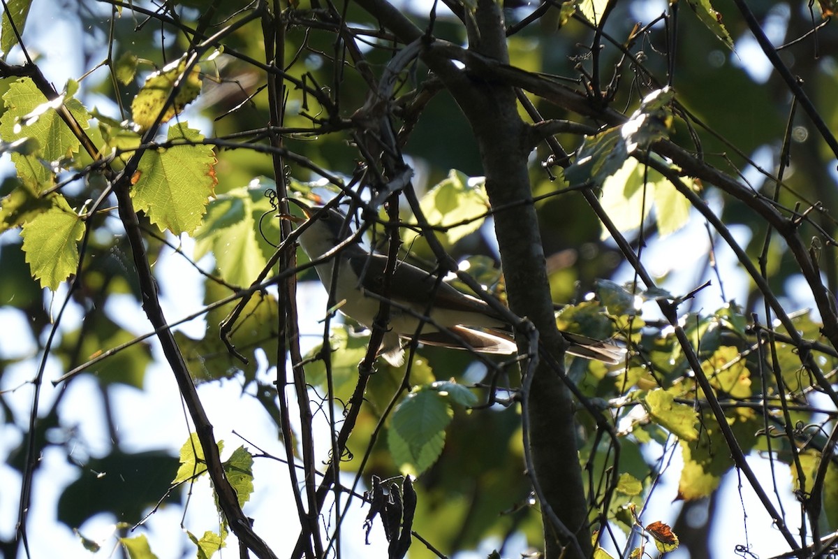 Yellow-billed Cuckoo - ML609029964