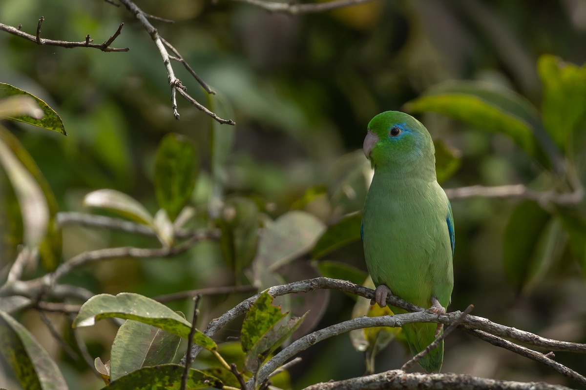 Spectacled Parrotlet - Will Krohn