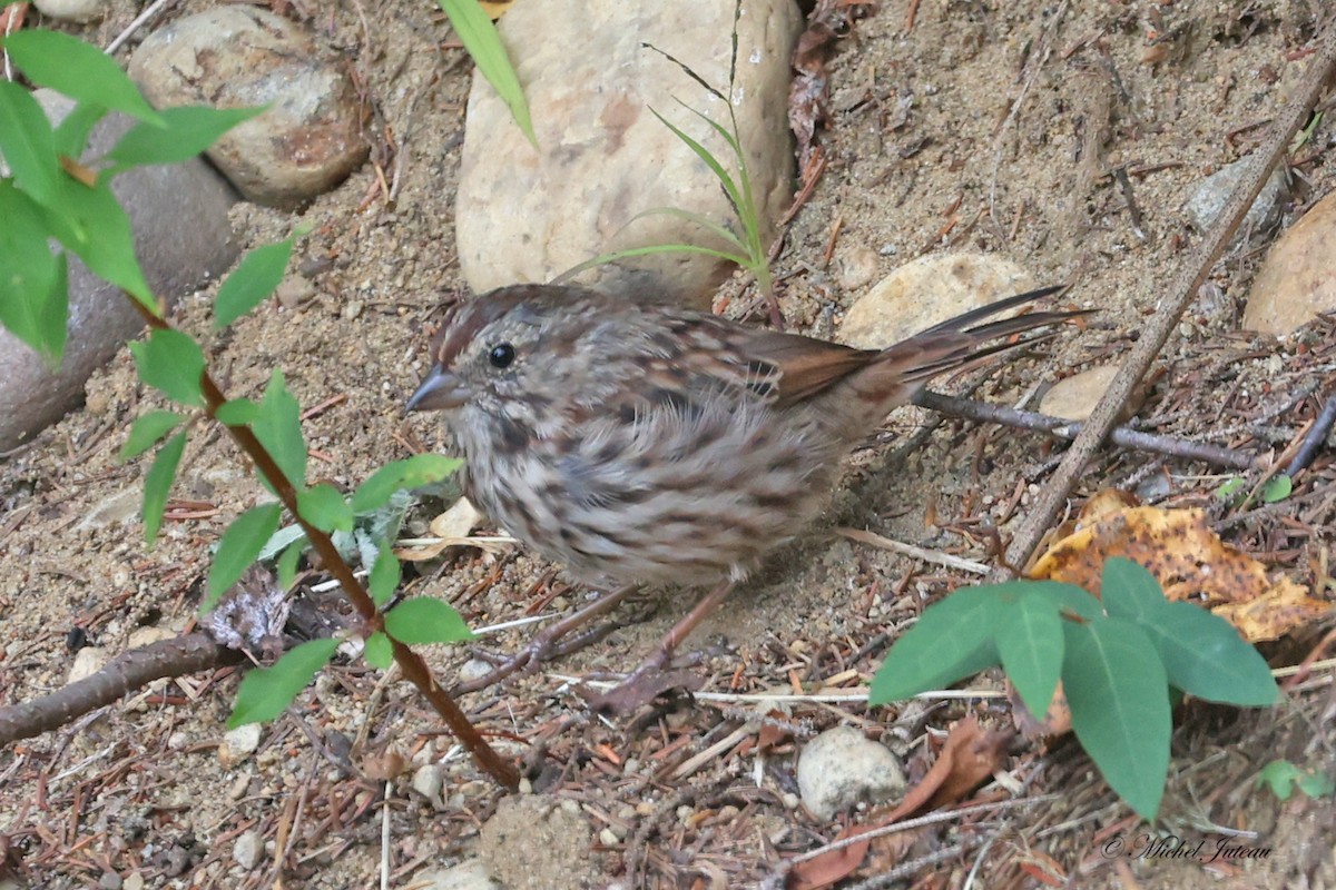 Song Sparrow - ML609029999