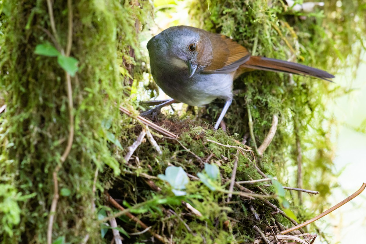 Bagobo Robin - ML609030023