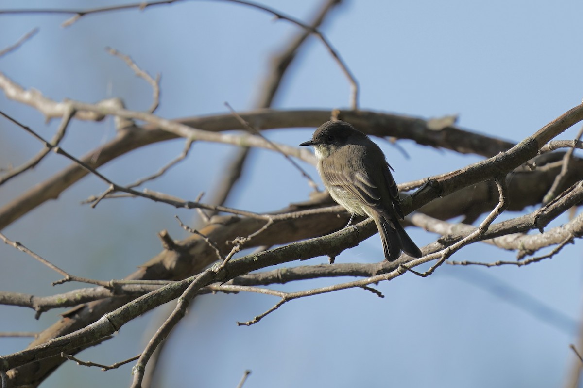 Eastern Phoebe - ML609030038