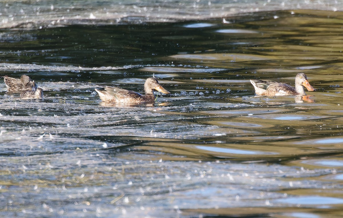 Northern Shoveler - ML609030137