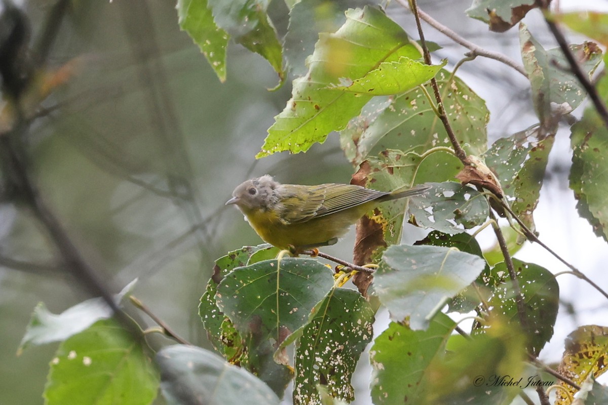 Nashville Warbler - Michel Juteau