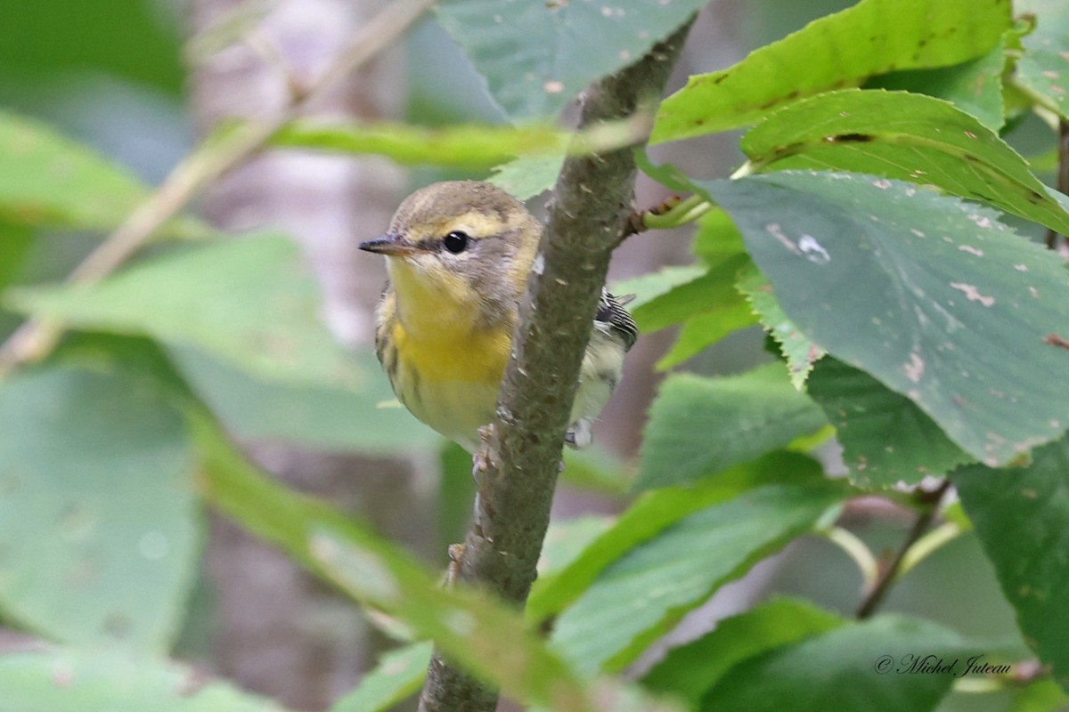 Blackburnian Warbler - Michel Juteau