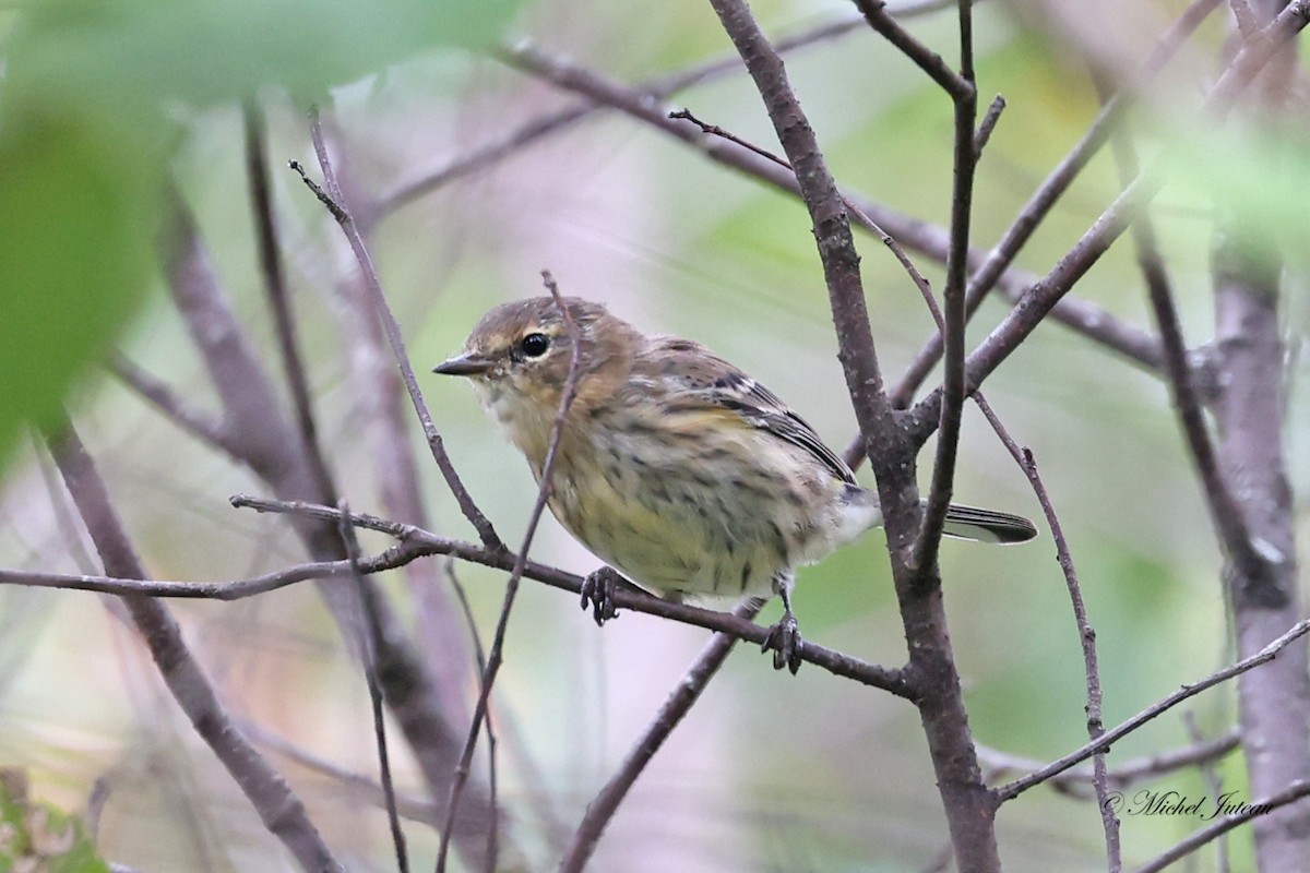 Yellow-rumped Warbler - ML609030311