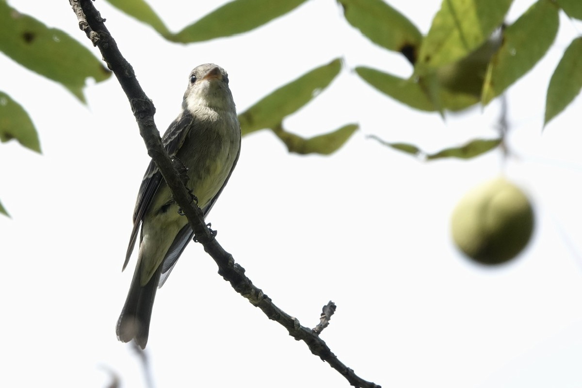 Eastern Wood-Pewee - ML609030330