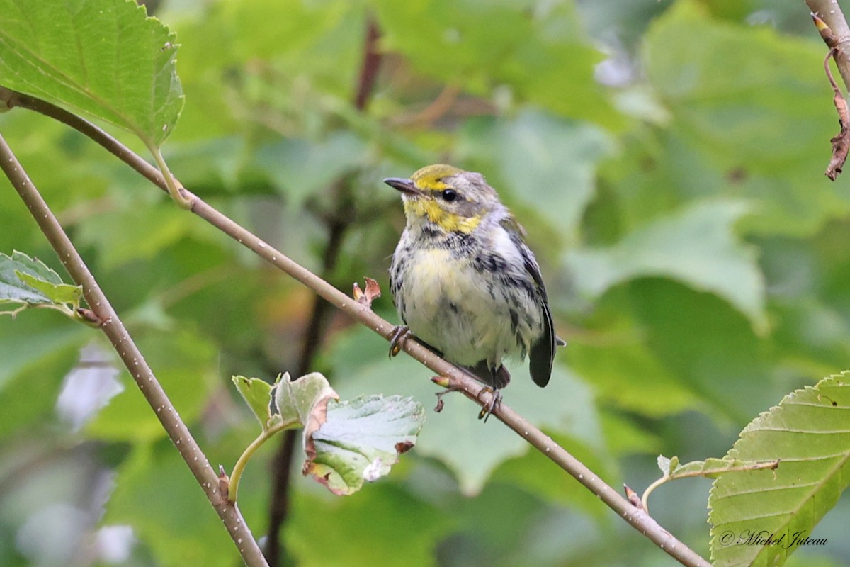 Black-throated Green Warbler - ML609030333