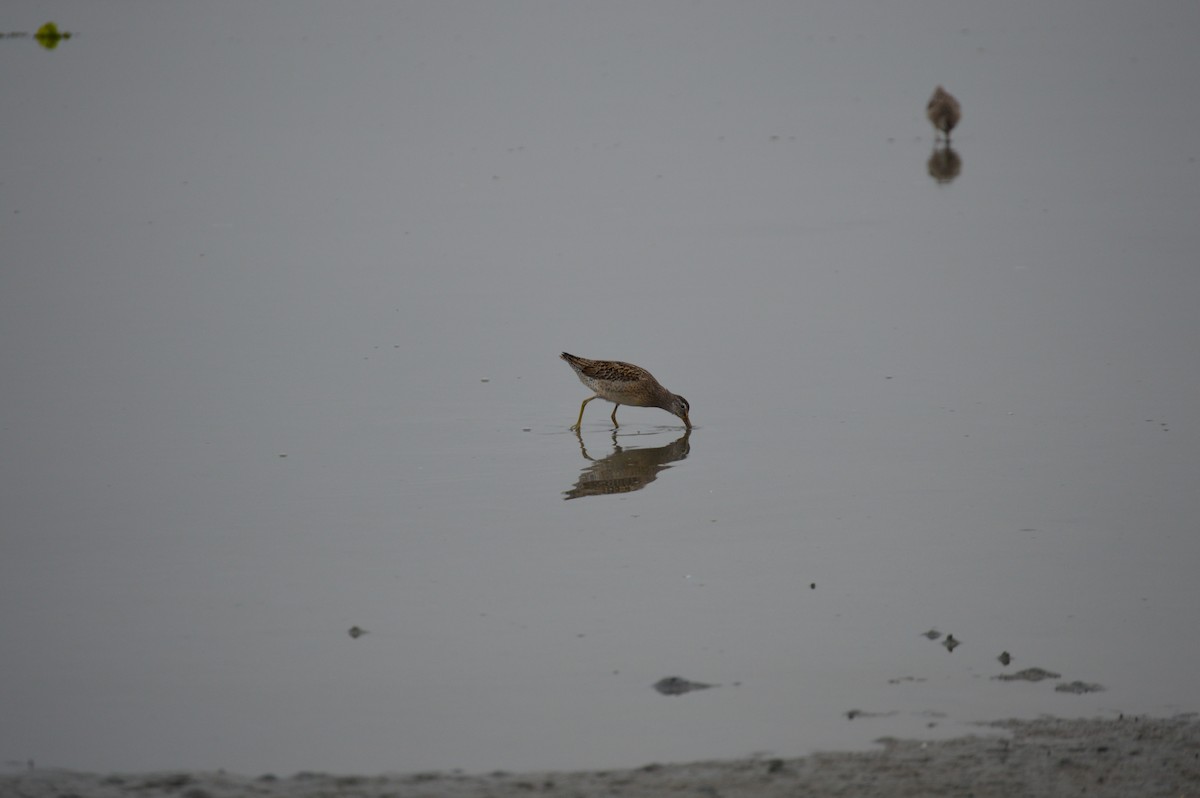 Short-billed Dowitcher - ML609030470