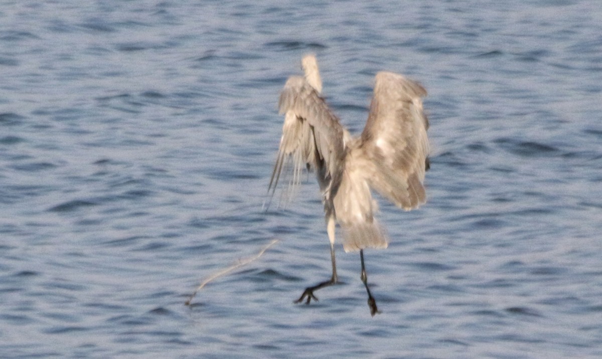 Reddish Egret - ML609030581