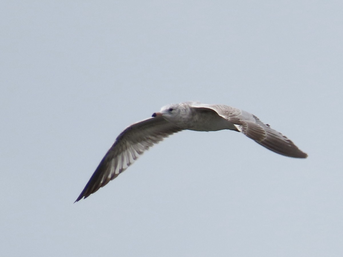 Ring-billed Gull - ML609030718