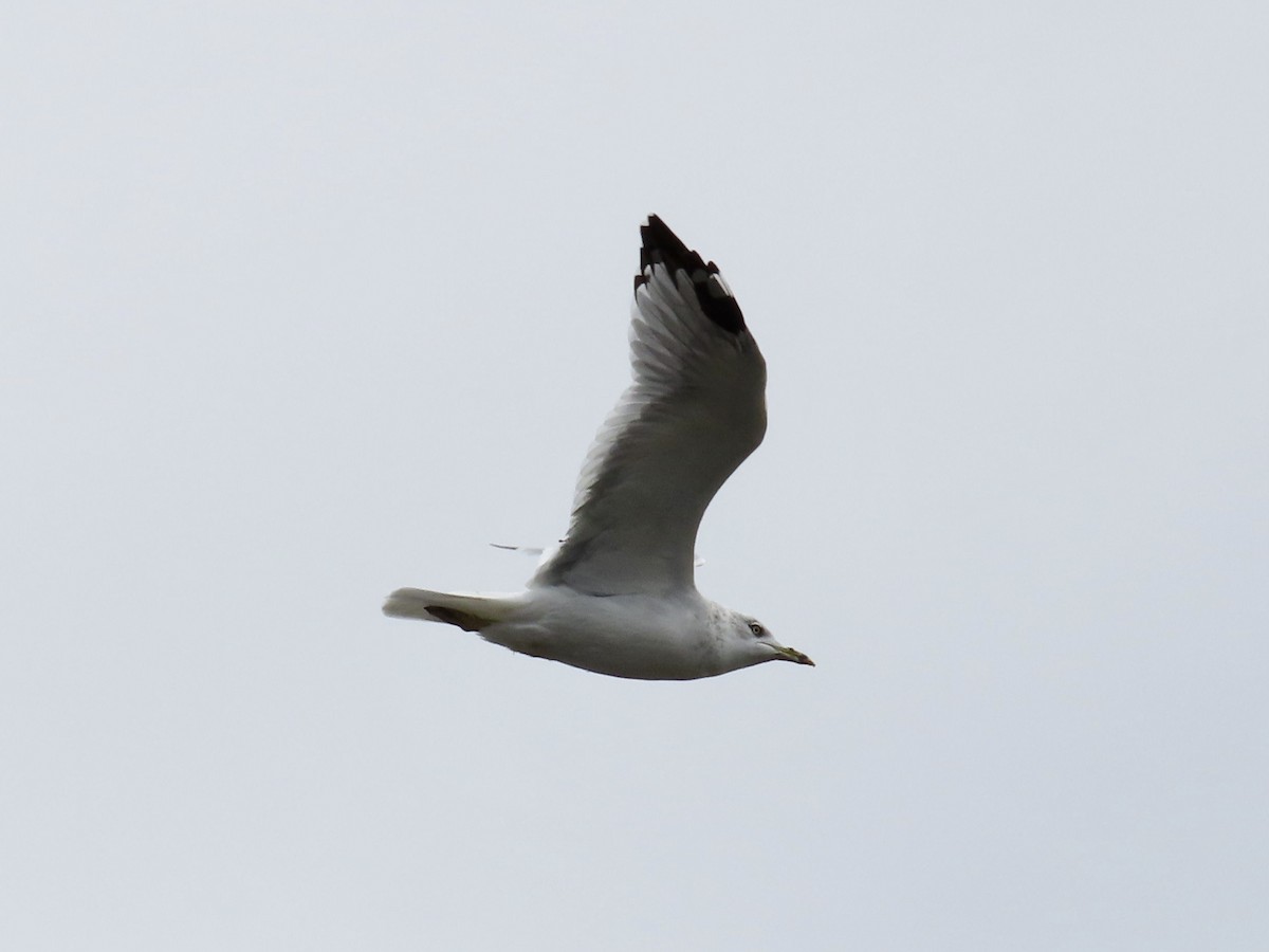 Ring-billed Gull - J.J. Blue