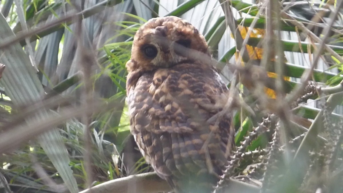 Rufous-banded Owl - ML609030953