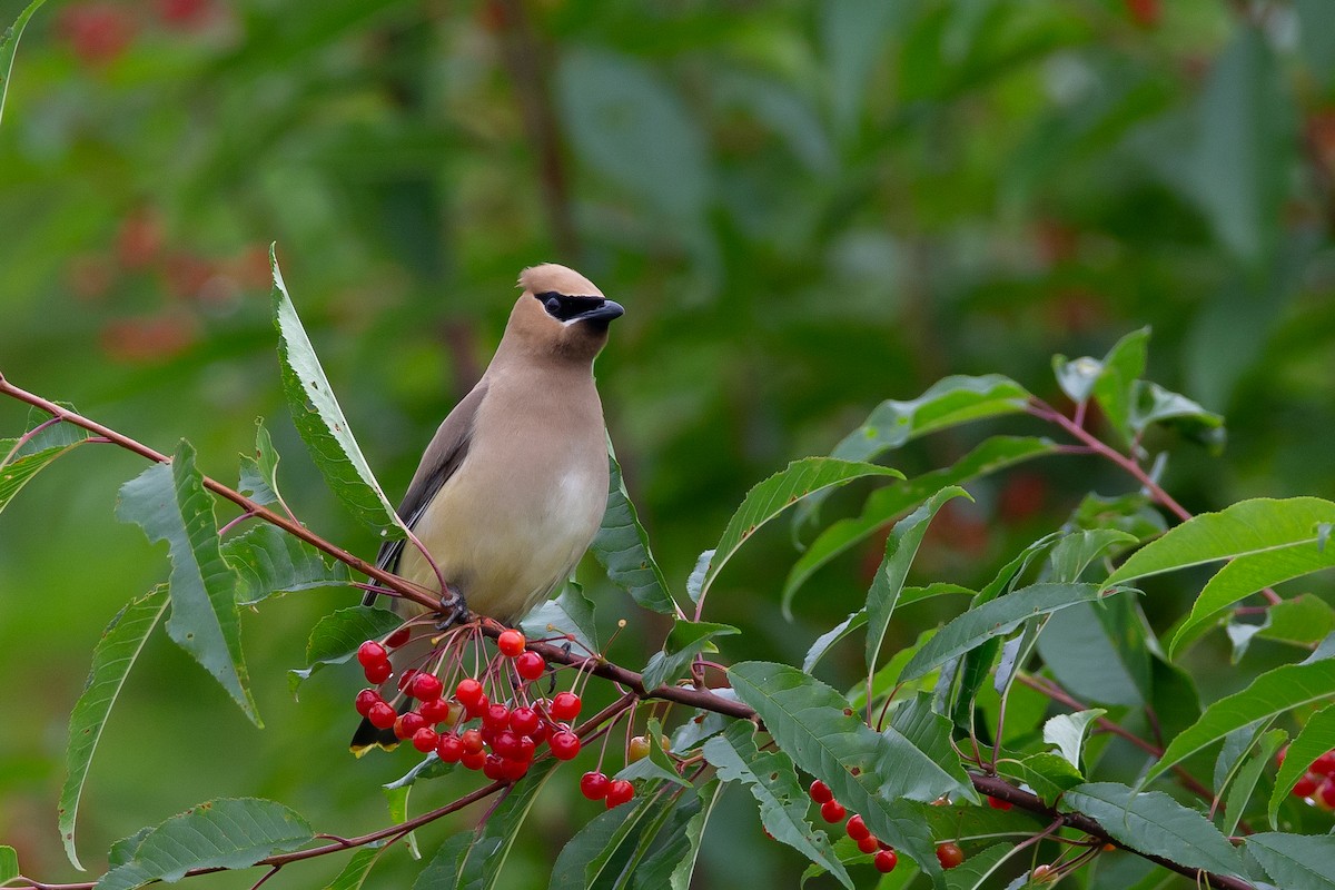 Cedar Waxwing - ML609030954