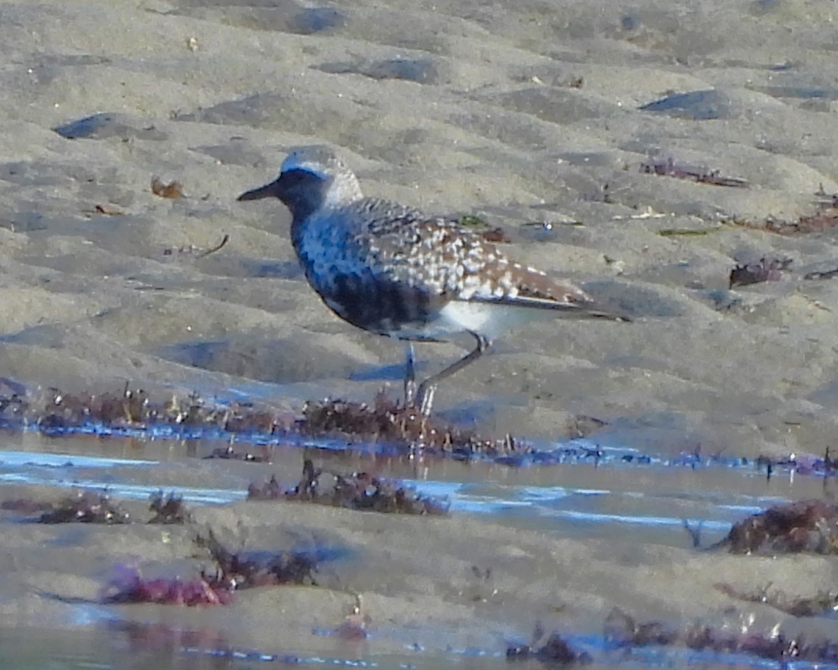 Black-bellied Plover - ML609030981