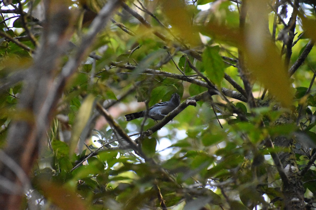 Variable Antshrike - ML609031005