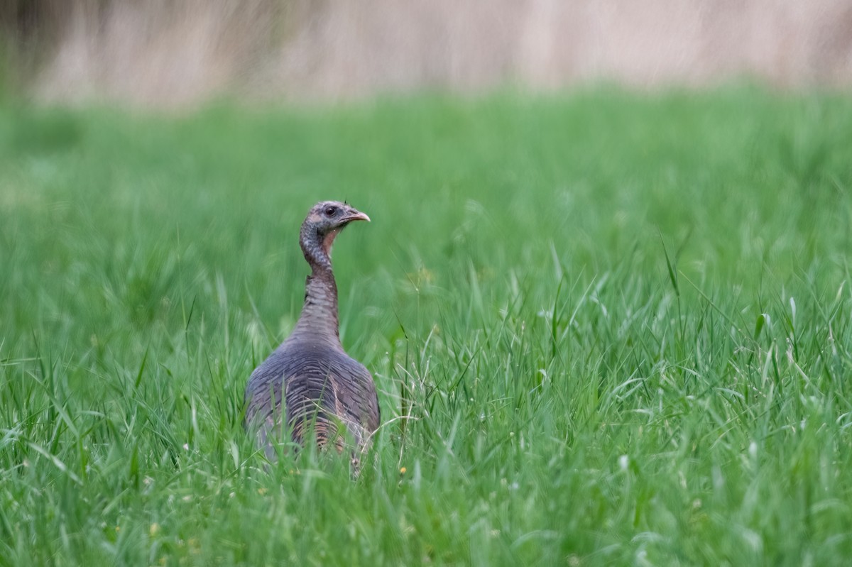 Guajolote Gallipavo - ML609031033