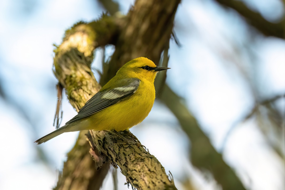 Blue-winged Warbler - ML609031091