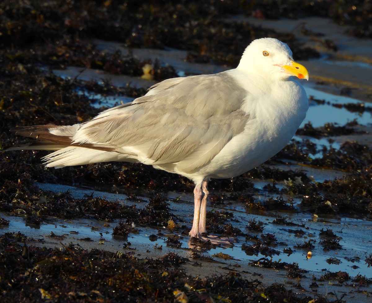 Herring Gull - ML609031147