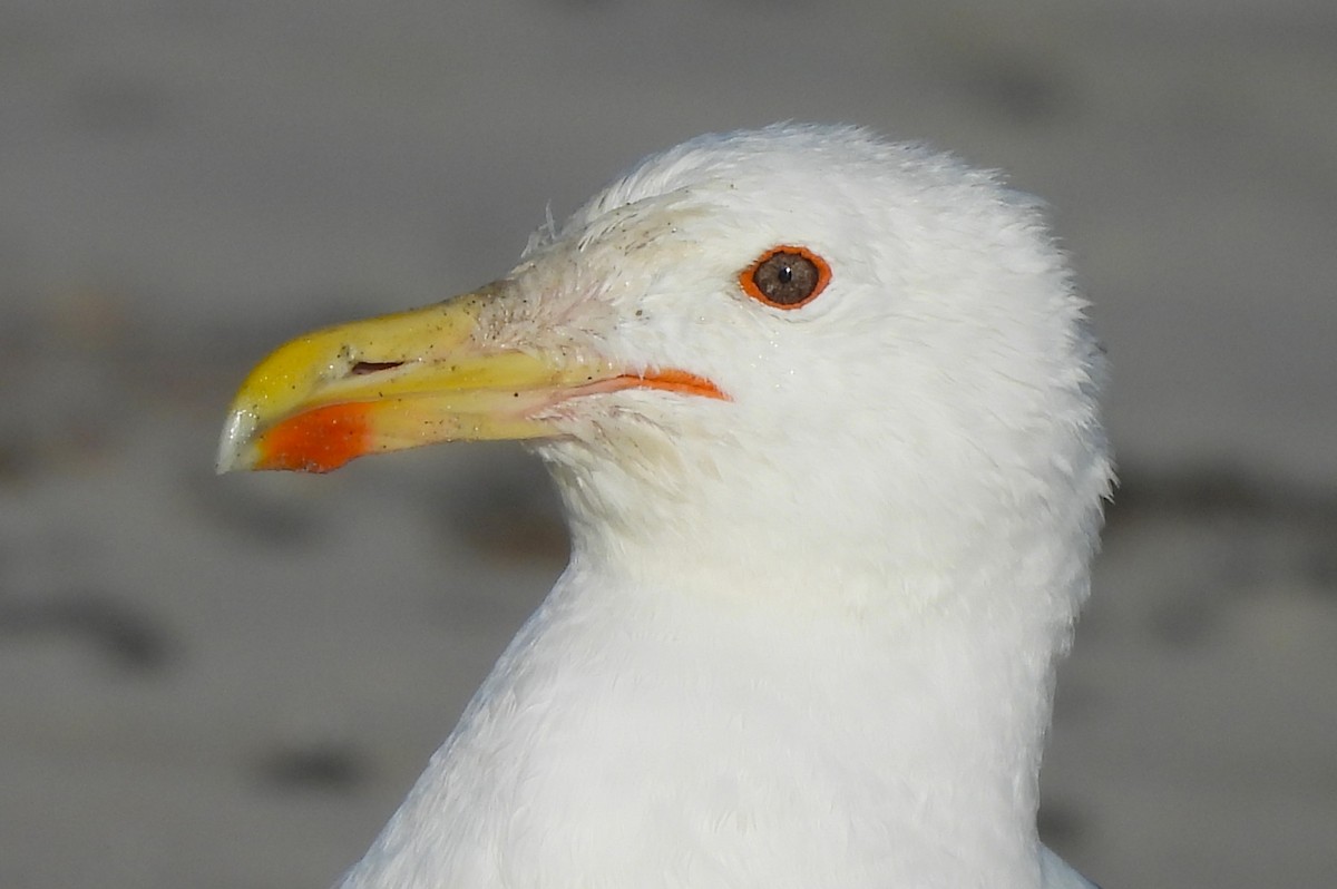 Great Black-backed Gull - ML609031164