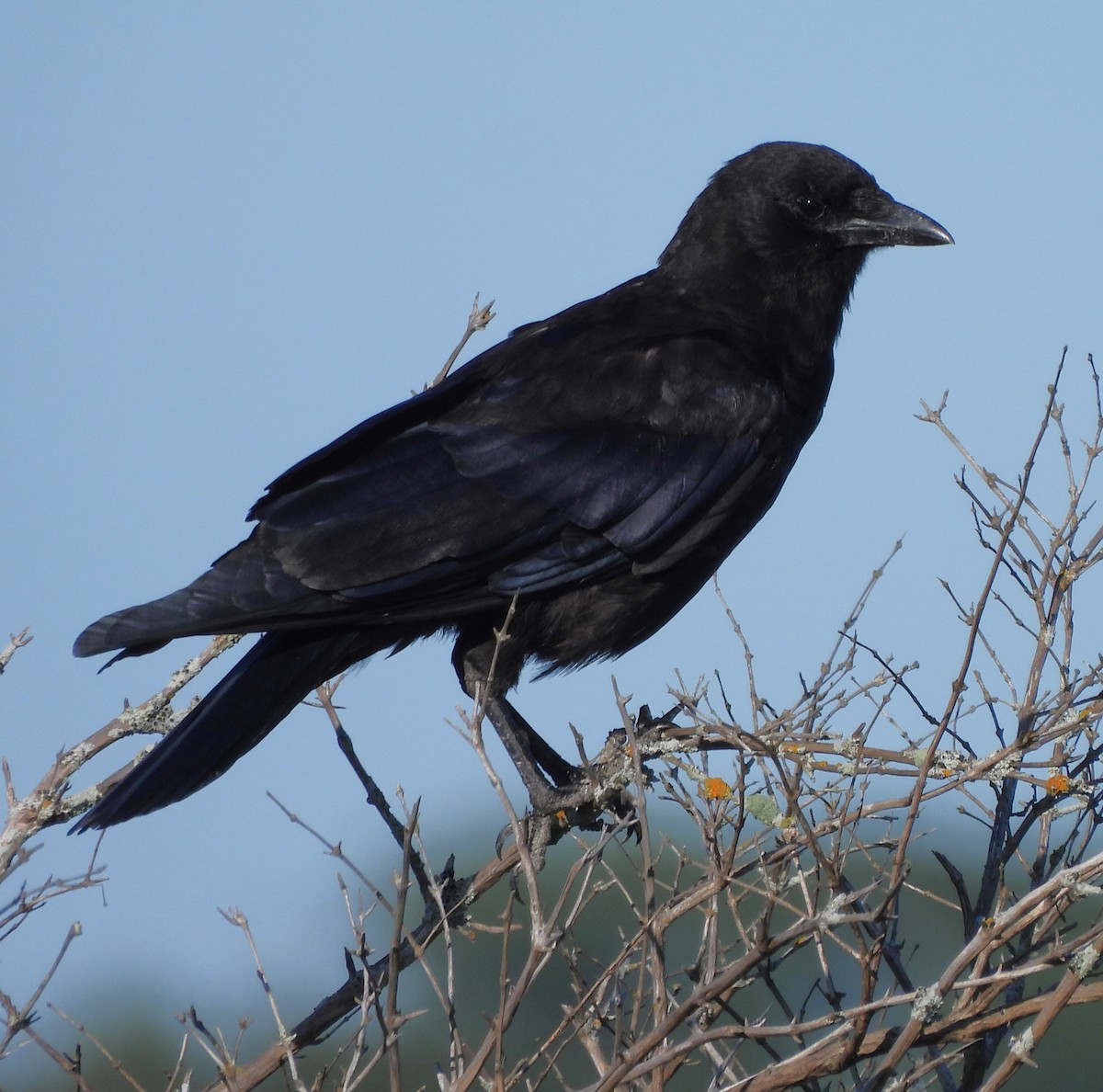 American Crow - ML609031175