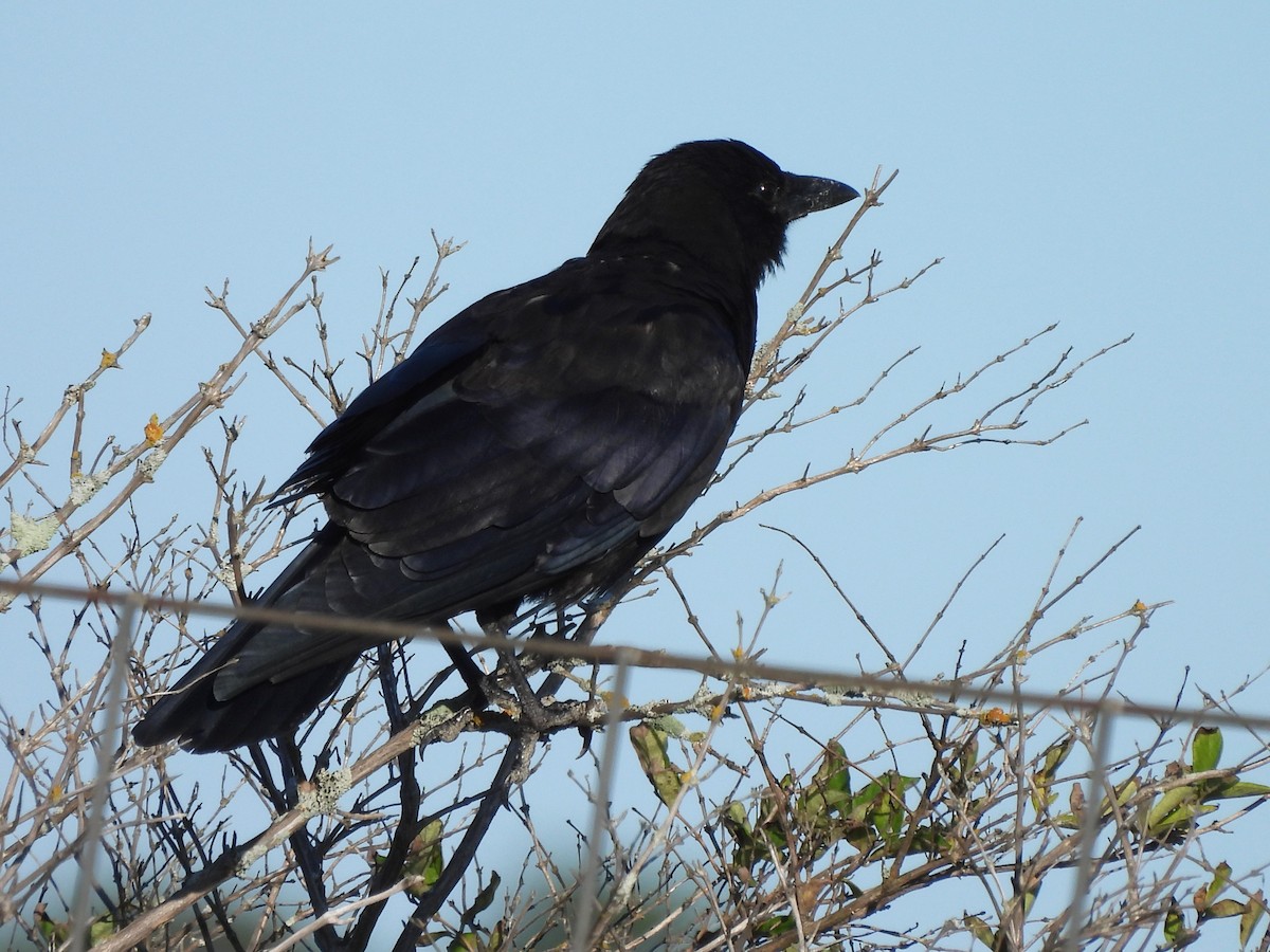 American Crow - ML609031176