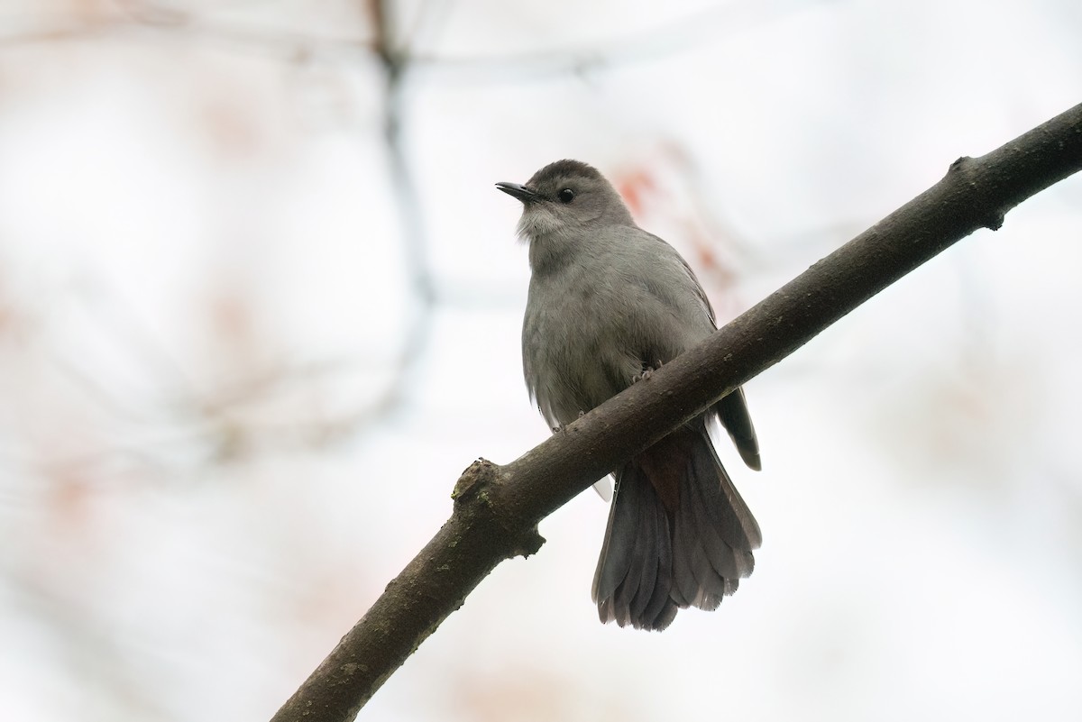 Gray Catbird - Adam Jackson