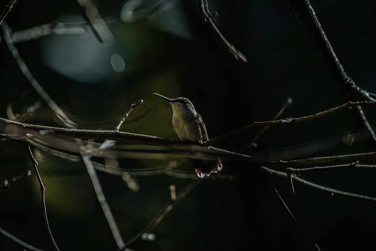 Ruby-throated Hummingbird - Nathan Kennedy