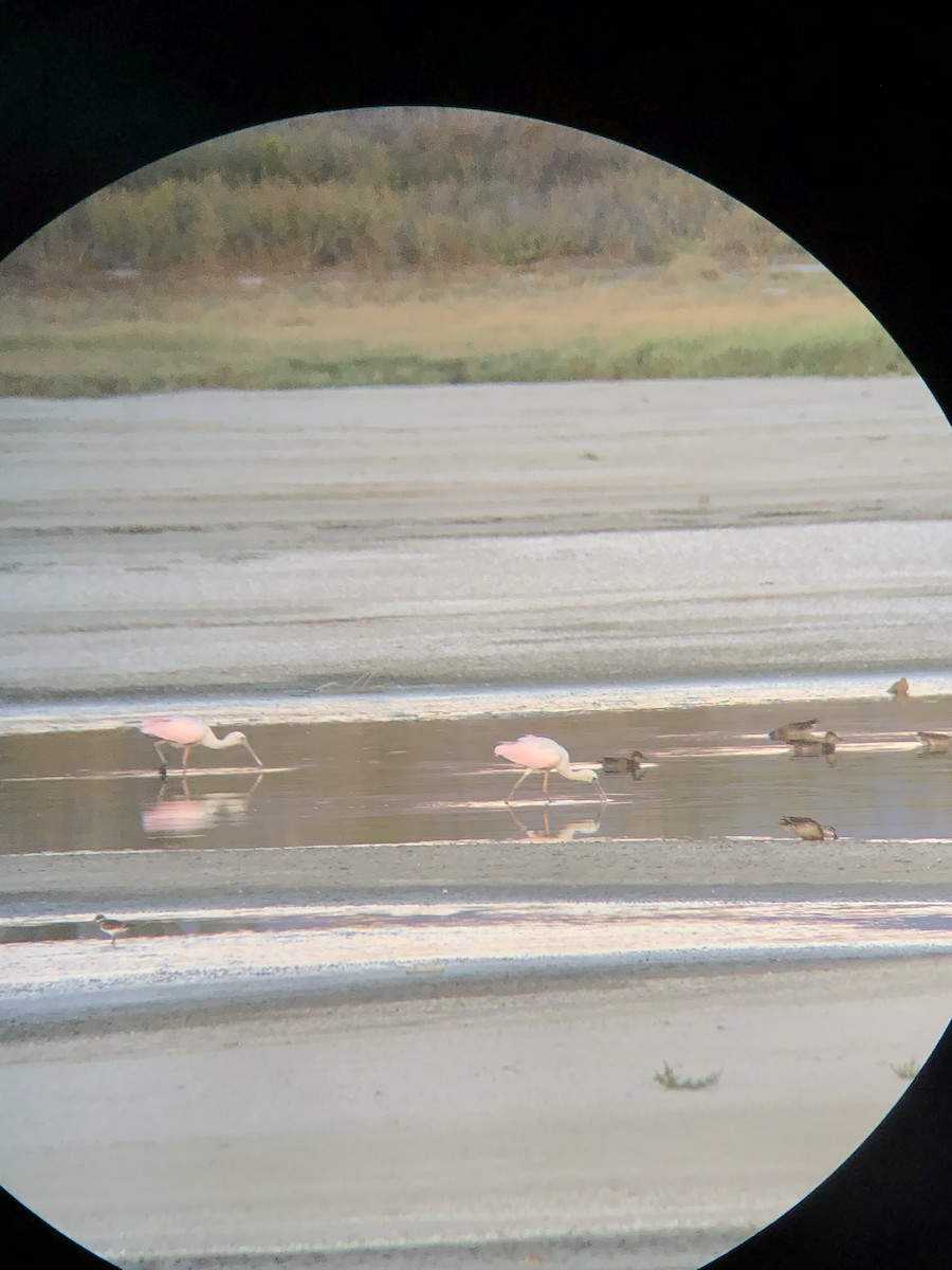 Roseate Spoonbill - ML609031603