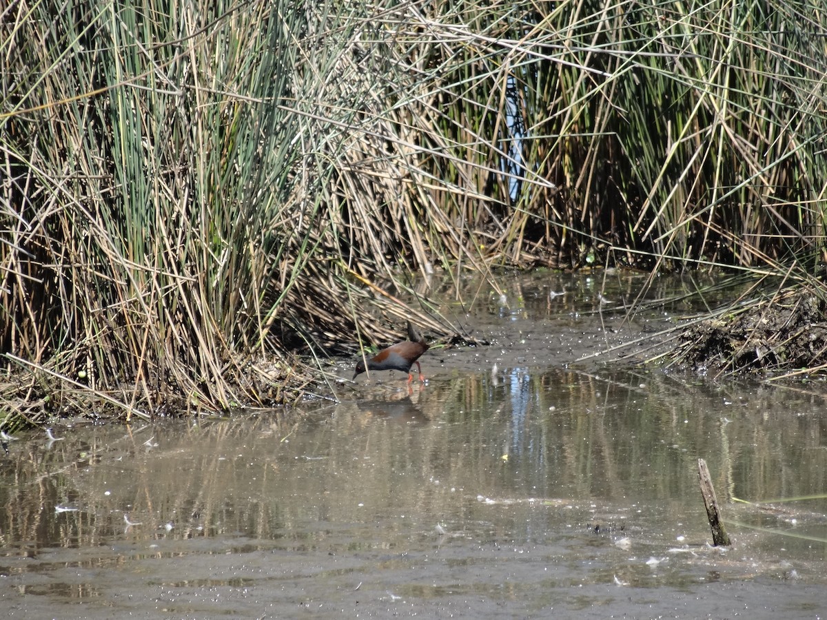 Spotless Crake - Mike Youdale