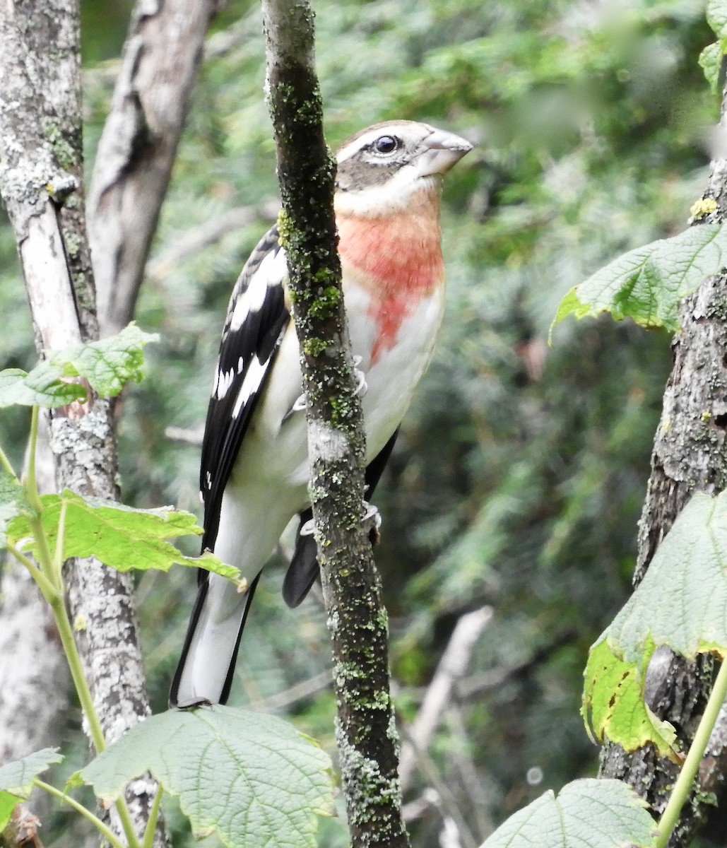 Rose-breasted Grosbeak - kim schonning