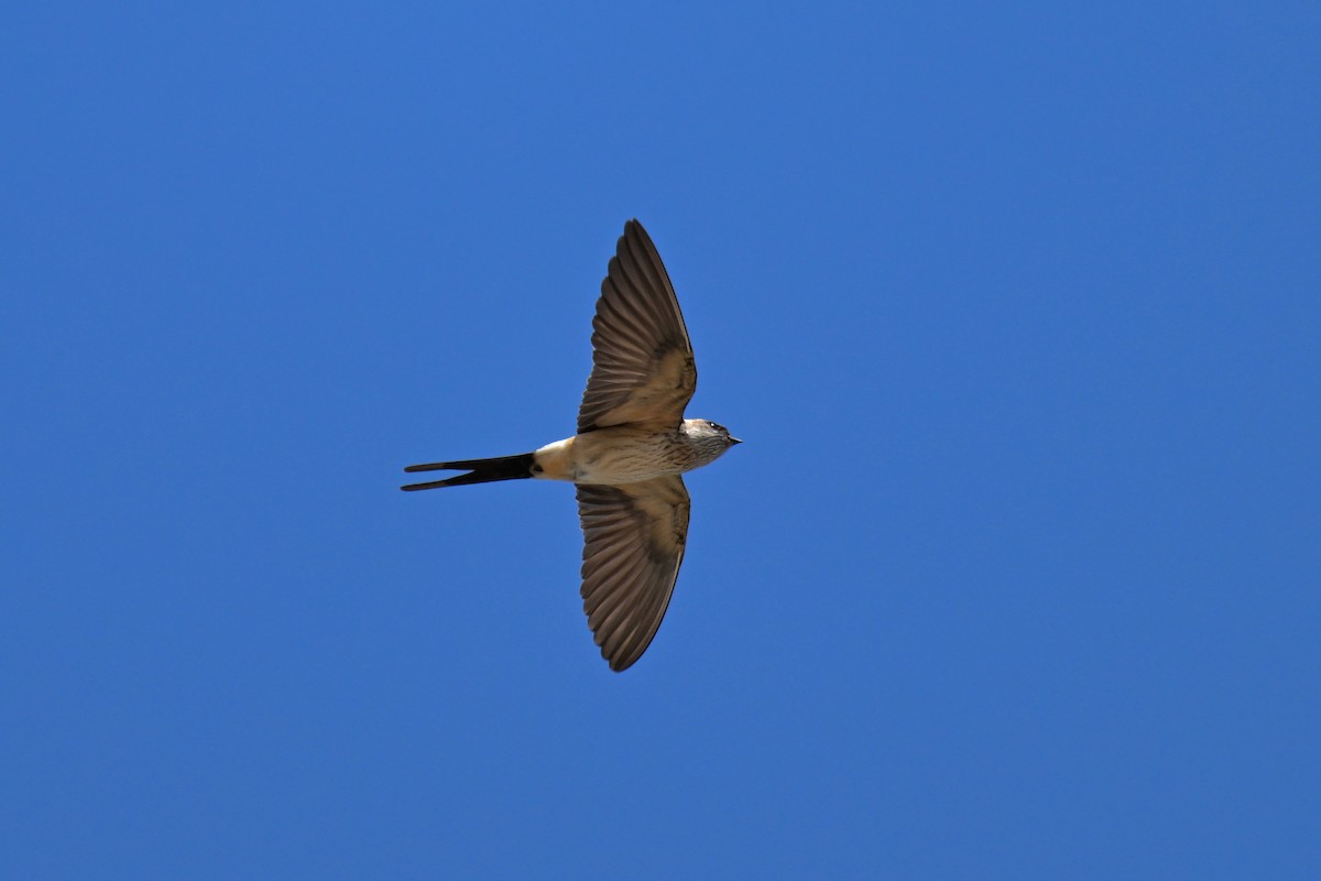 Red-rumped Swallow - ML609031812