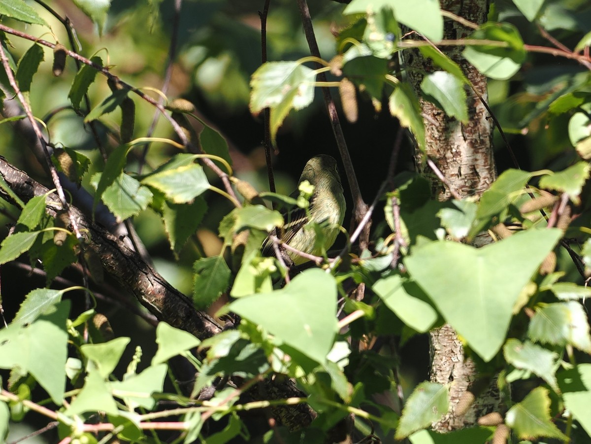 Yellow-bellied Flycatcher - ML609031823