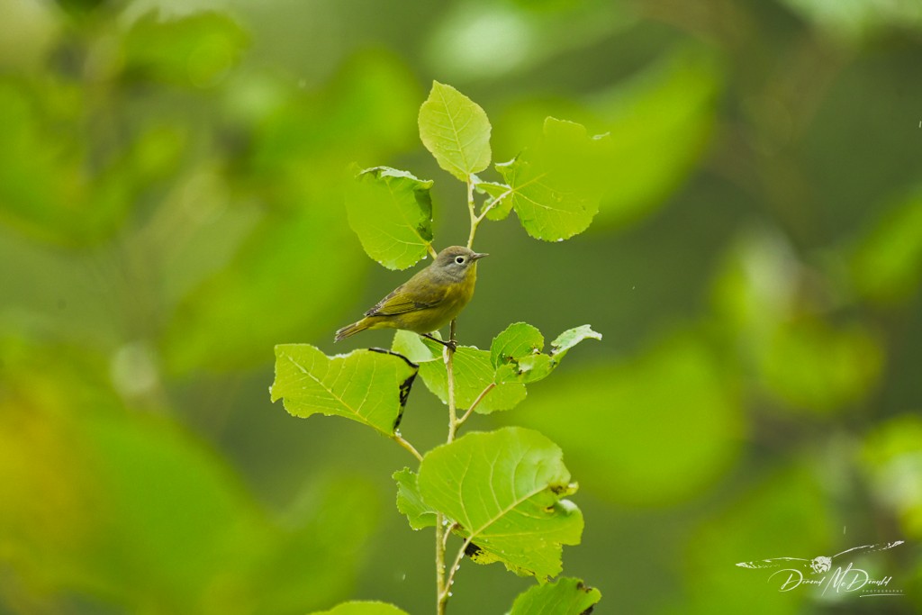 Nashville Warbler - Demond McDonald