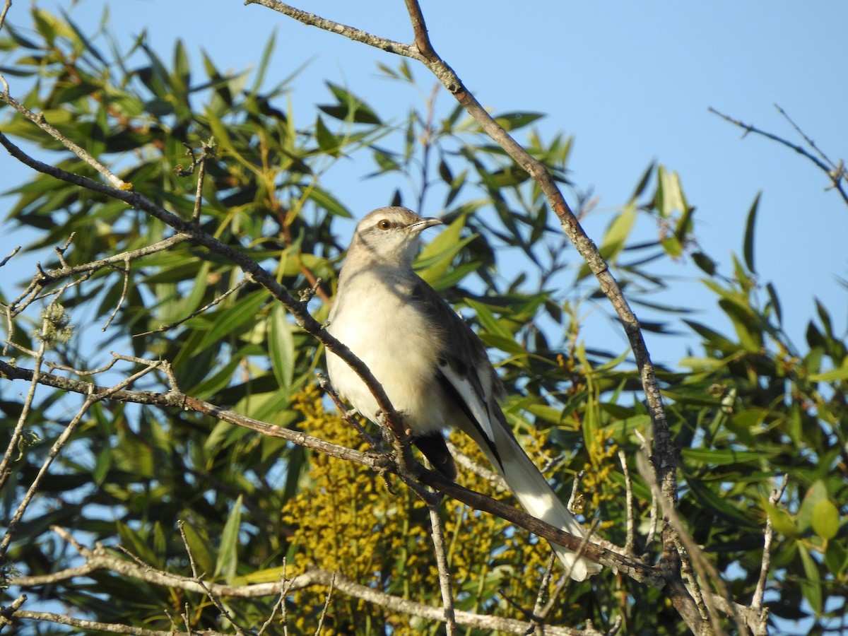 White-banded Mockingbird - ML609031903