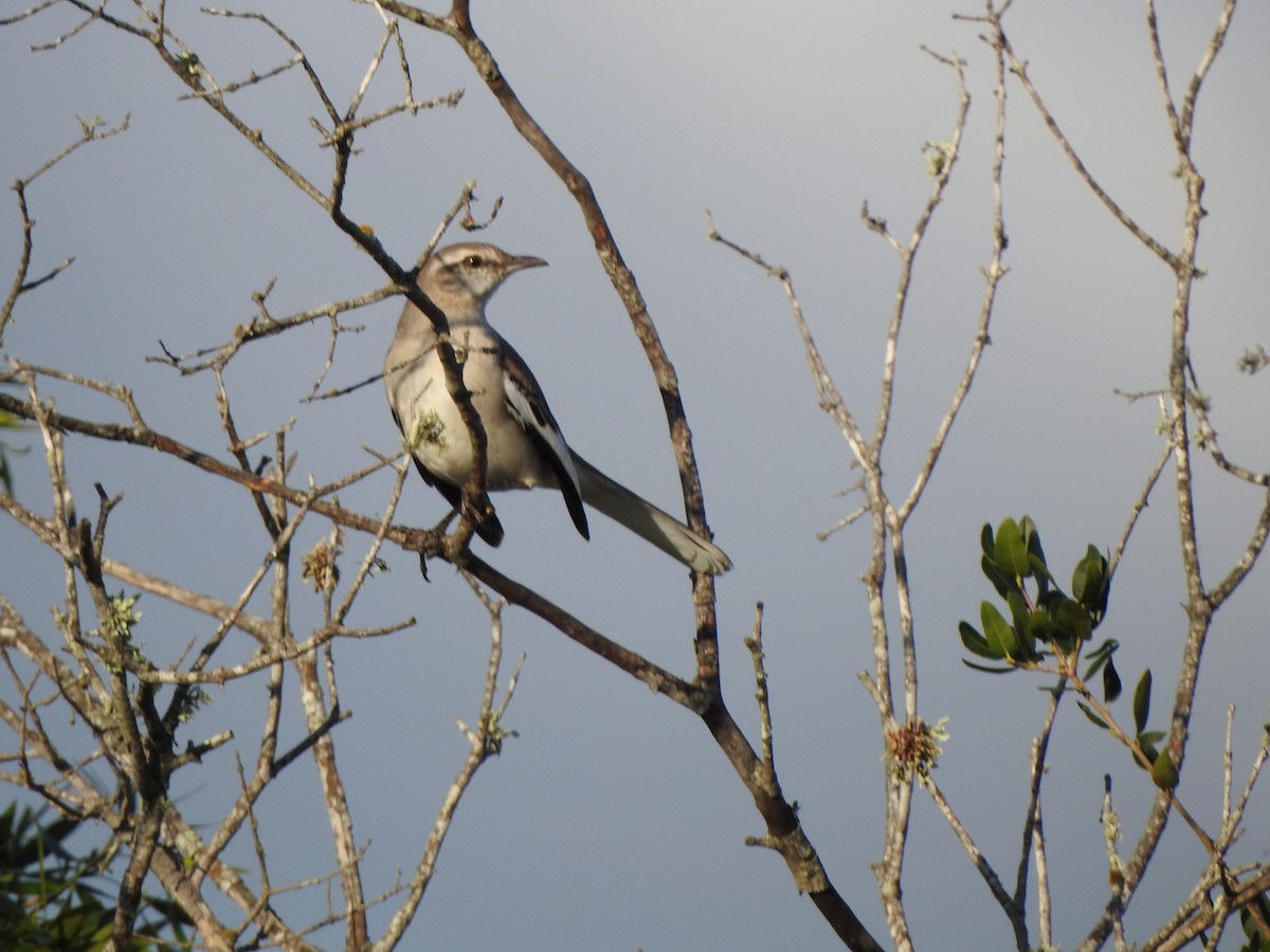 White-banded Mockingbird - ML609031904